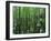 Bald Cypress, Apalachicola National Forest, Florida, USA-Charles Gurche-Framed Premium Photographic Print
