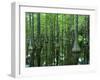 Bald Cypress, Apalachicola National Forest, Florida, USA-Charles Gurche-Framed Premium Photographic Print