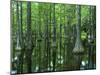 Bald Cypress, Apalachicola National Forest, Florida, USA-Charles Gurche-Mounted Premium Photographic Print