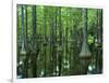 Bald Cypress, Apalachicola National Forest, Florida, USA-Charles Gurche-Framed Photographic Print