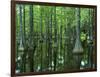 Bald Cypress, Apalachicola National Forest, Florida, USA-Charles Gurche-Framed Photographic Print