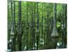 Bald Cypress, Apalachicola National Forest, Florida, USA-Charles Gurche-Mounted Photographic Print