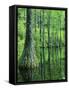 Bald Cypress, Apalachicola National Forest, Florida, USA-Charles Gurche-Framed Stretched Canvas