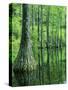 Bald Cypress, Apalachicola National Forest, Florida, USA-Charles Gurche-Stretched Canvas