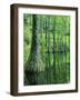 Bald Cypress, Apalachicola National Forest, Florida, USA-Charles Gurche-Framed Photographic Print