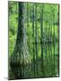 Bald Cypress, Apalachicola National Forest, Florida, USA-Charles Gurche-Mounted Photographic Print