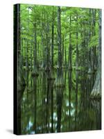 Bald Cypress, Apalachicola National Forest, Florida, USA-Charles Gurche-Stretched Canvas