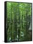 Bald Cypress, Apalachicola National Forest, Florida, USA-Charles Gurche-Framed Stretched Canvas