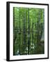 Bald Cypress, Apalachicola National Forest, Florida, USA-Charles Gurche-Framed Premium Photographic Print