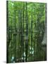 Bald Cypress, Apalachicola National Forest, Florida, USA-Charles Gurche-Mounted Premium Photographic Print