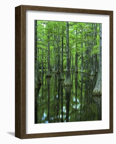 Bald Cypress, Apalachicola National Forest, Florida, USA-Charles Gurche-Framed Photographic Print