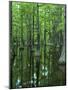 Bald Cypress, Apalachicola National Forest, Florida, USA-Charles Gurche-Mounted Photographic Print