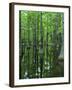 Bald Cypress, Apalachicola National Forest, Florida, USA-Charles Gurche-Framed Photographic Print