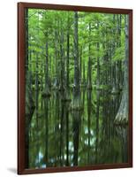 Bald Cypress, Apalachicola National Forest, Florida, USA-Charles Gurche-Framed Photographic Print