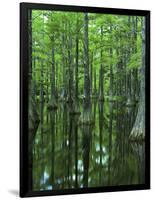 Bald Cypress, Apalachicola National Forest, Florida, USA-Charles Gurche-Framed Photographic Print