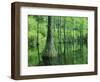 Bald Cypress, Apalachicola National Forest, Florida, USA-Charles Gurche-Framed Photographic Print