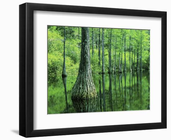 Bald Cypress, Apalachicola National Forest, Florida, USA-Charles Gurche-Framed Photographic Print