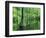 Bald Cypress, Apalachicola National Forest, Florida, USA-Charles Gurche-Framed Photographic Print