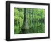 Bald Cypress, Apalachicola National Forest, Florida, USA-Charles Gurche-Framed Photographic Print