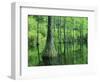 Bald Cypress, Apalachicola National Forest, Florida, USA-Charles Gurche-Framed Photographic Print