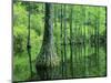 Bald Cypress, Apalachicola National Forest, Florida, USA-Charles Gurche-Mounted Photographic Print