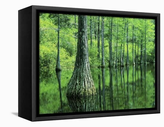 Bald Cypress, Apalachicola National Forest, Florida, USA-Charles Gurche-Framed Stretched Canvas