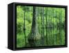 Bald Cypress, Apalachicola National Forest, Florida, USA-Charles Gurche-Framed Stretched Canvas