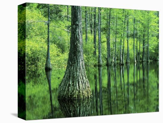 Bald Cypress, Apalachicola National Forest, Florida, USA-Charles Gurche-Stretched Canvas