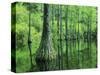 Bald Cypress, Apalachicola National Forest, Florida, USA-Charles Gurche-Stretched Canvas