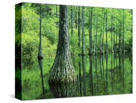 Bald Cypress, Apalachicola National Forest, Florida, USA-Charles Gurche-Stretched Canvas