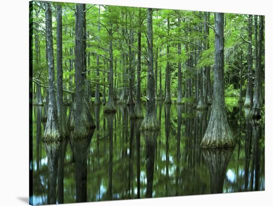 Bald Cypress, Apalachicola National Forest, Florida, USA-Charles Gurche-Stretched Canvas