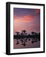 Bald Cypress at Dawn, Banks Lake National Wildlife Refuge, Georgia, USA-Charles Gurche-Framed Photographic Print