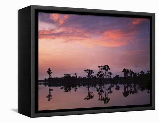 Bald Cypress at Dawn, Banks Lake National Wildlife Refuge, Georgia, USA-Charles Gurche-Framed Stretched Canvas