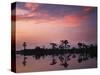 Bald Cypress at Dawn, Banks Lake National Wildlife Refuge, Georgia, USA-Charles Gurche-Stretched Canvas