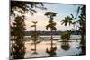 Bald Cypress at Sunset, Atchafalaya Basin, Louisiana, USA-Alison Jones-Mounted Photographic Print