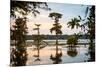 Bald Cypress at Sunset, Atchafalaya Basin, Louisiana, USA-Alison Jones-Mounted Photographic Print