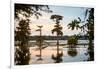 Bald Cypress at Sunset, Atchafalaya Basin, Louisiana, USA-Alison Jones-Framed Photographic Print