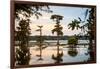 Bald Cypress at Sunset, Atchafalaya Basin, Louisiana, USA-Alison Jones-Framed Photographic Print