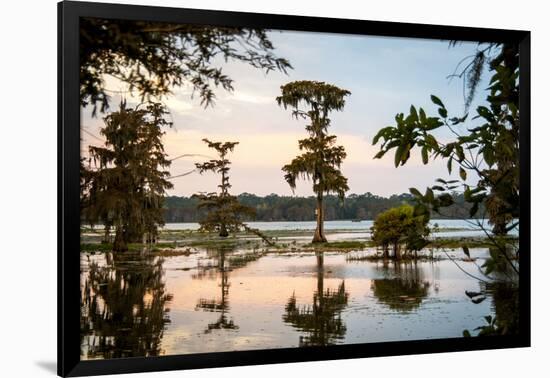 Bald Cypress at Sunset, Atchafalaya Basin, Louisiana, USA-Alison Jones-Framed Photographic Print