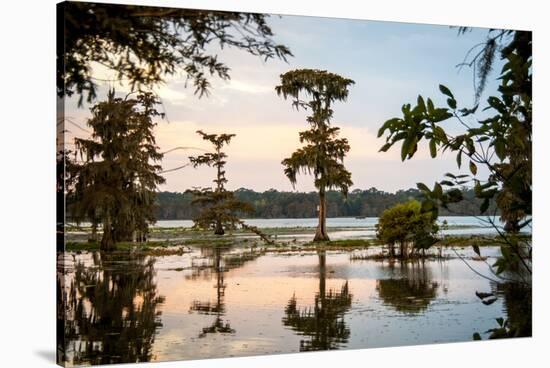 Bald Cypress at Sunset, Atchafalaya Basin, Louisiana, USA-Alison Jones-Stretched Canvas