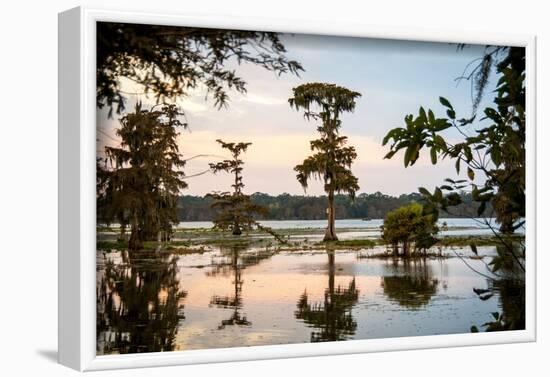 Bald Cypress at Sunset, Atchafalaya Basin, Louisiana, USA-Alison Jones-Framed Photographic Print