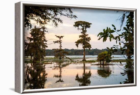 Bald Cypress at Sunset, Atchafalaya Basin, Louisiana, USA-Alison Jones-Framed Photographic Print