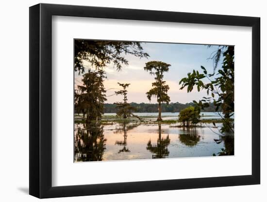 Bald Cypress at Sunset, Atchafalaya Basin, Louisiana, USA-Alison Jones-Framed Photographic Print