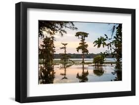 Bald Cypress at Sunset, Atchafalaya Basin, Louisiana, USA-Alison Jones-Framed Photographic Print