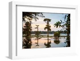 Bald Cypress at Sunset, Atchafalaya Basin, Louisiana, USA-Alison Jones-Framed Photographic Print