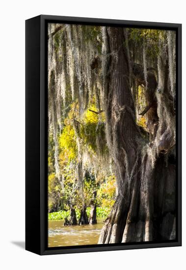 Bald Cypress Closeup, Lake Fausse Point State Park, Louisiana, USA-Alison Jones-Framed Stretched Canvas