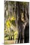 Bald Cypress Closeup, Lake Fausse Point State Park, Louisiana, USA-Alison Jones-Mounted Photographic Print