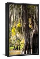 Bald Cypress Closeup, Lake Fausse Point State Park, Louisiana, USA-Alison Jones-Framed Photographic Print