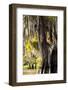Bald Cypress Closeup, Lake Fausse Point State Park, Louisiana, USA-Alison Jones-Framed Photographic Print