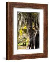 Bald Cypress Closeup, Lake Fausse Point State Park, Louisiana, USA-Alison Jones-Framed Photographic Print